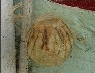 [egg.jpg]
