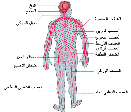 الجهاز العصبي الطرفي