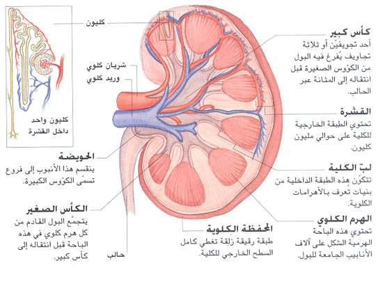 صورة بنية و تشريح الكلية