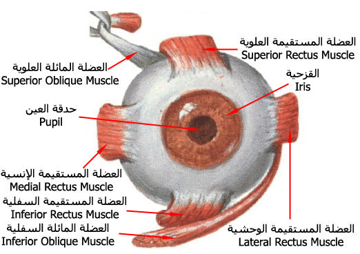 عضلات العين