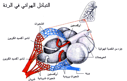 التبادل الهوائى فى الرئة