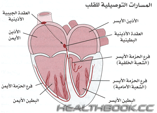 المسارات التوصيلية للقلب