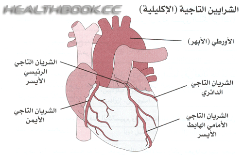 الشرايين التاجية ( الاكليلية )