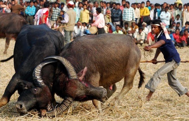 Bulls Fight