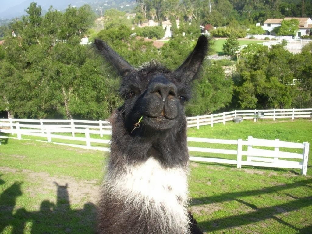 [alpaca.JPG]