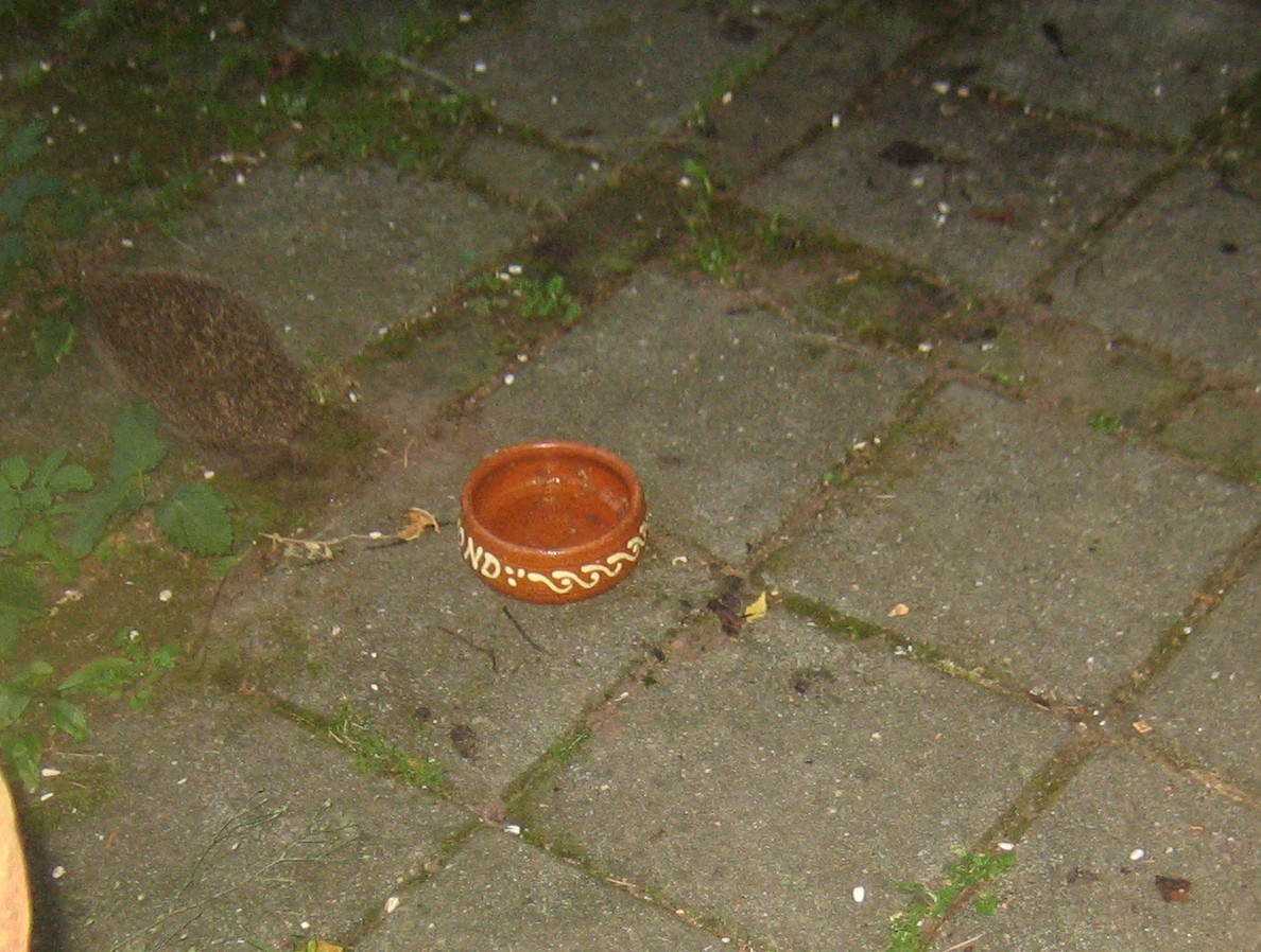 [egel2.JPG]