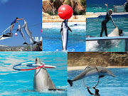 . de la península, al parque acuático Siam Park sito en la Costa Adeje . (diapositiva )