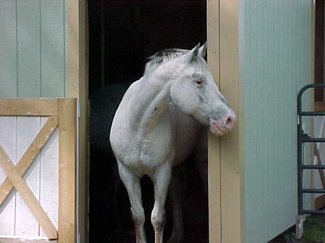 [horsestabledoor.jpg]
