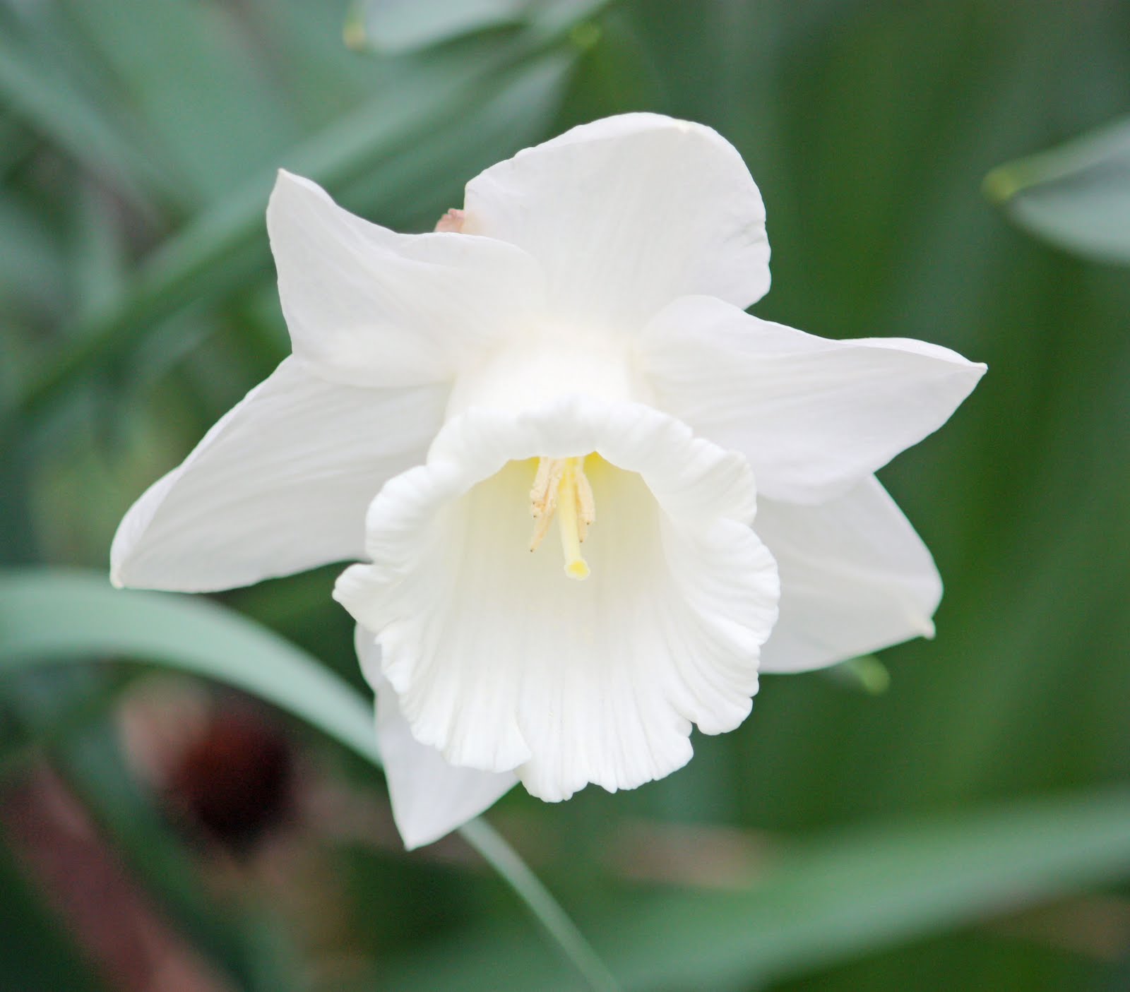 Daffodil A Super White Daffodil