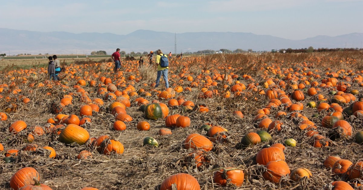 Boise Daily Photo Pumpkin Patch