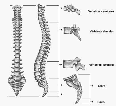 [columna+vertebral+imagen.gif]