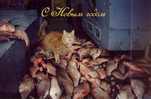 [Picture-Dose-28012010-005.jpg]