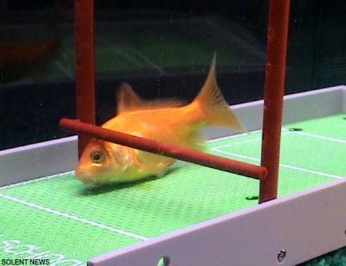 [The-Worlds-Most-Intelligent-Goldfish-002.jpg]
