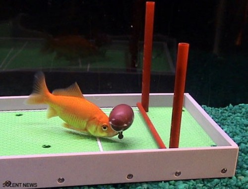 [The-Worlds-Most-Intelligent-Goldfish-001.jpg]