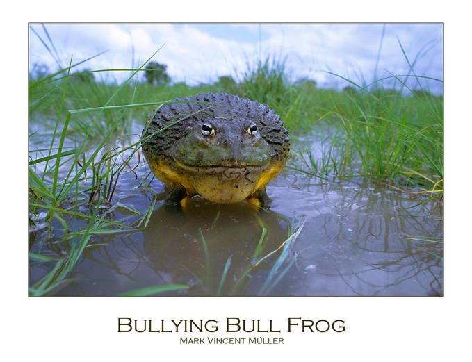 [bullying+Bull+Frog.bmp]