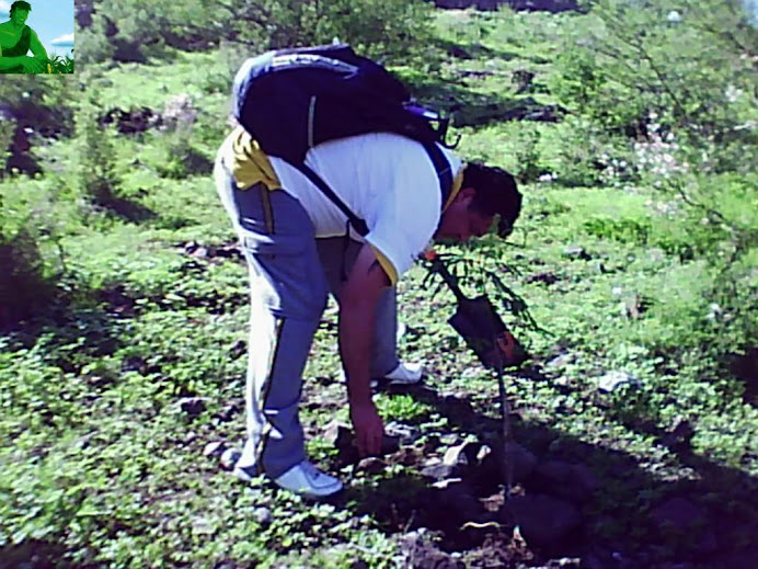 REFORESTACION