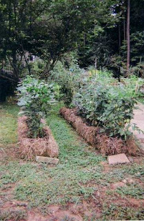 Two Sisters Gardening: Have you tried straw bale gardening?