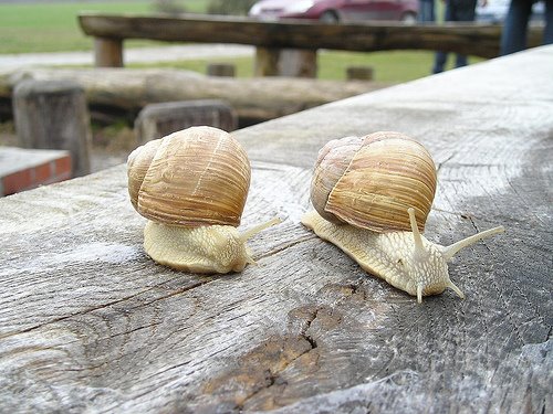 [snails.jpg]