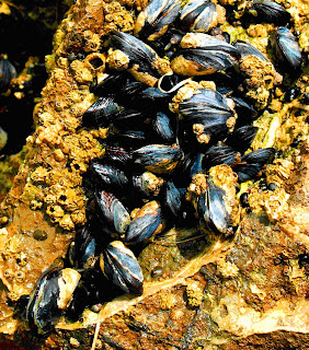 mussels california