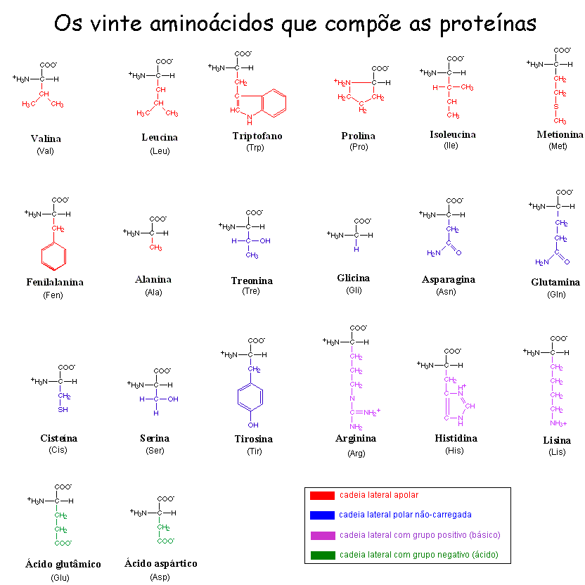 amino%C3%A1cidos.gif