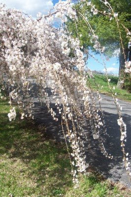 Weeping Cherry Trees.
