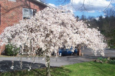 Here are my three weeping Cherry Trees in full bloom.