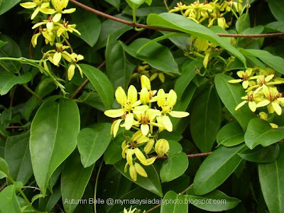 Tristellateia Australasiae