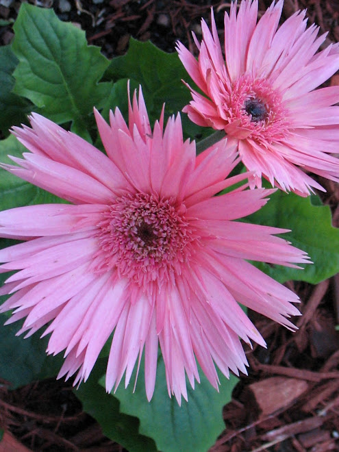 Gerber Daisies