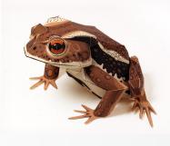 [frog.JPG]
