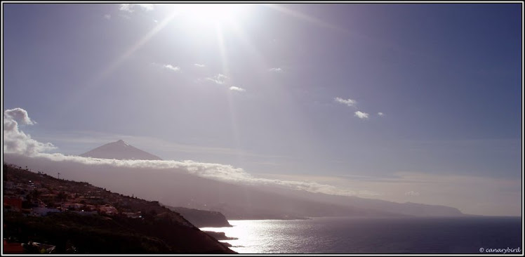 Tenerife North Coast