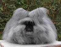 English Angora