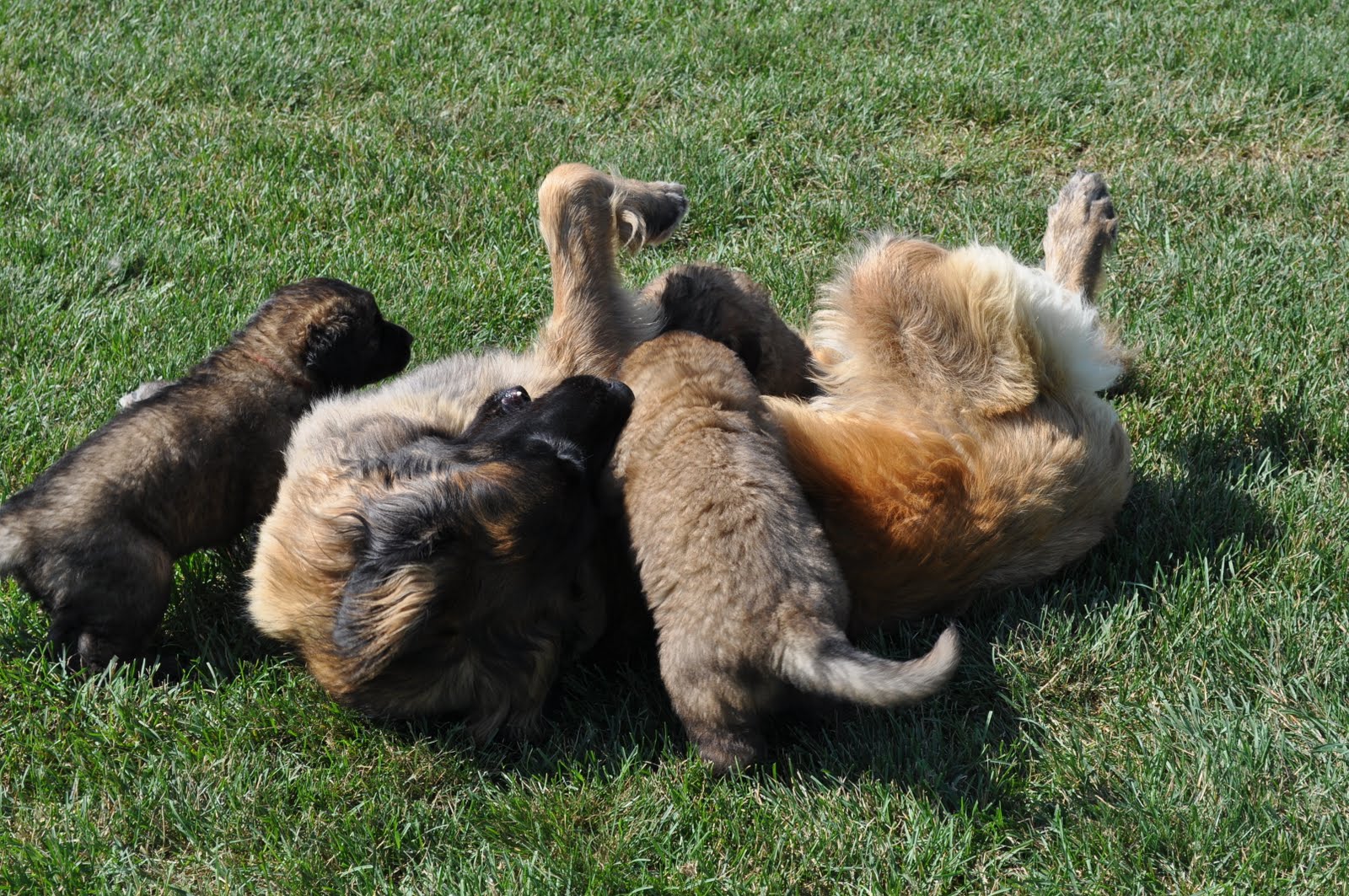 Puppies Outside