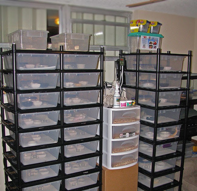 Sunshine Leopard Geckos Vision Racks Update