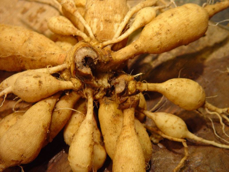 tubers bulbs dahlia dahlias tuber plants differ underground which well