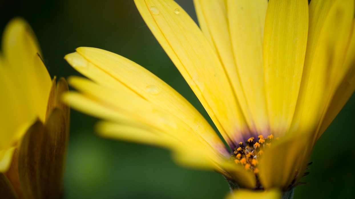 Best macro lens for insects and flowers? Nikon SLR Lens Talk Forum