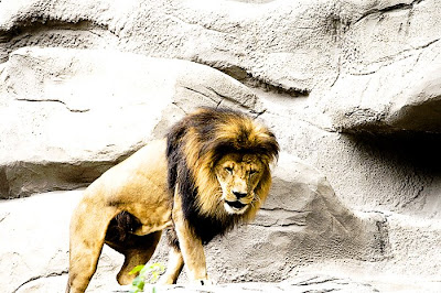 Lion Alpha Male