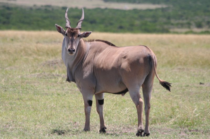 Consider the Eland, the