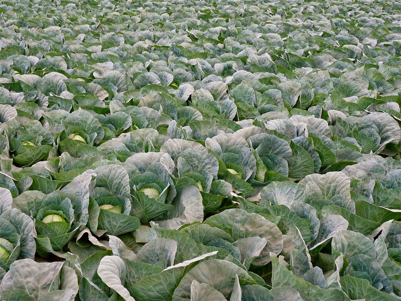 Cabbage Field Down on the farm, Farm, Cabbage