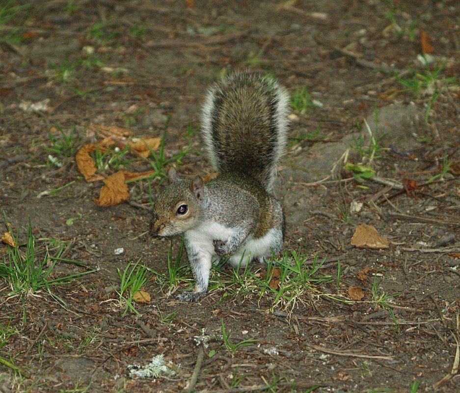 [Squirrel_0.JPG]