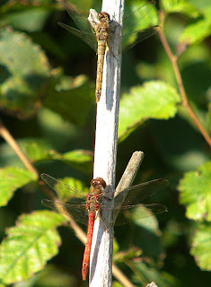 Common Darter