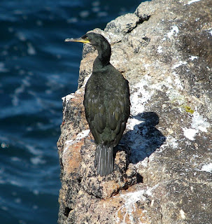 Shag