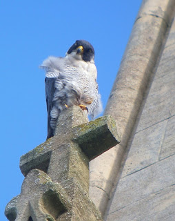 Peregrine