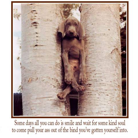 [Dog+in+Tree.jpg]
