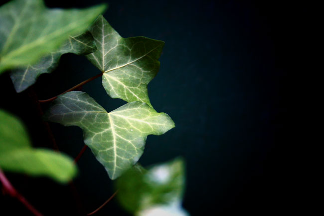 [Hera_final_small.jpg]