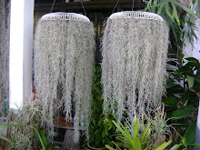benih pokok vanilla
