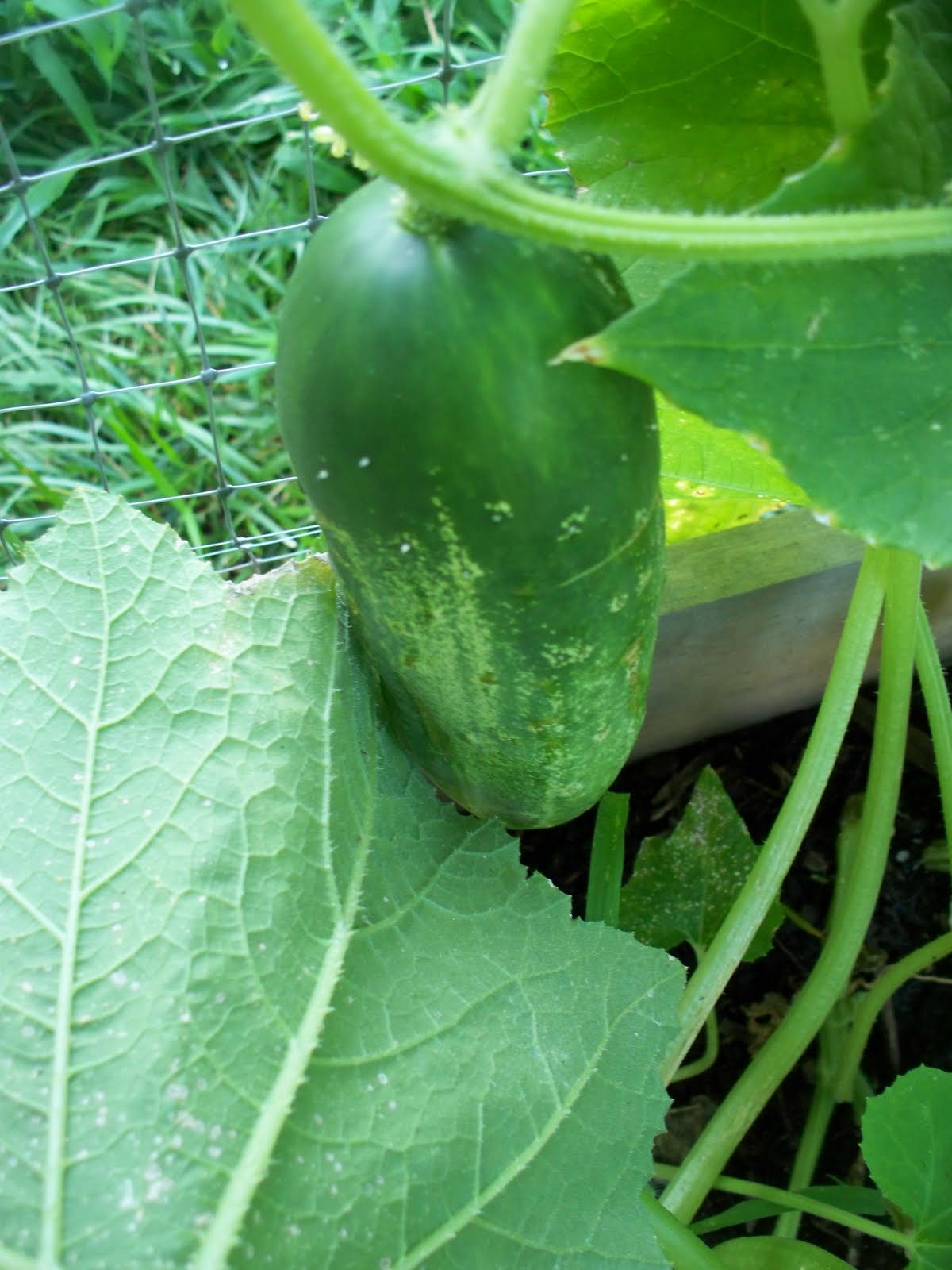 Simply Jess Square Foot Gardening Update! "cucumbers"