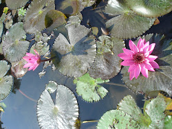 蓮花潭蓮花