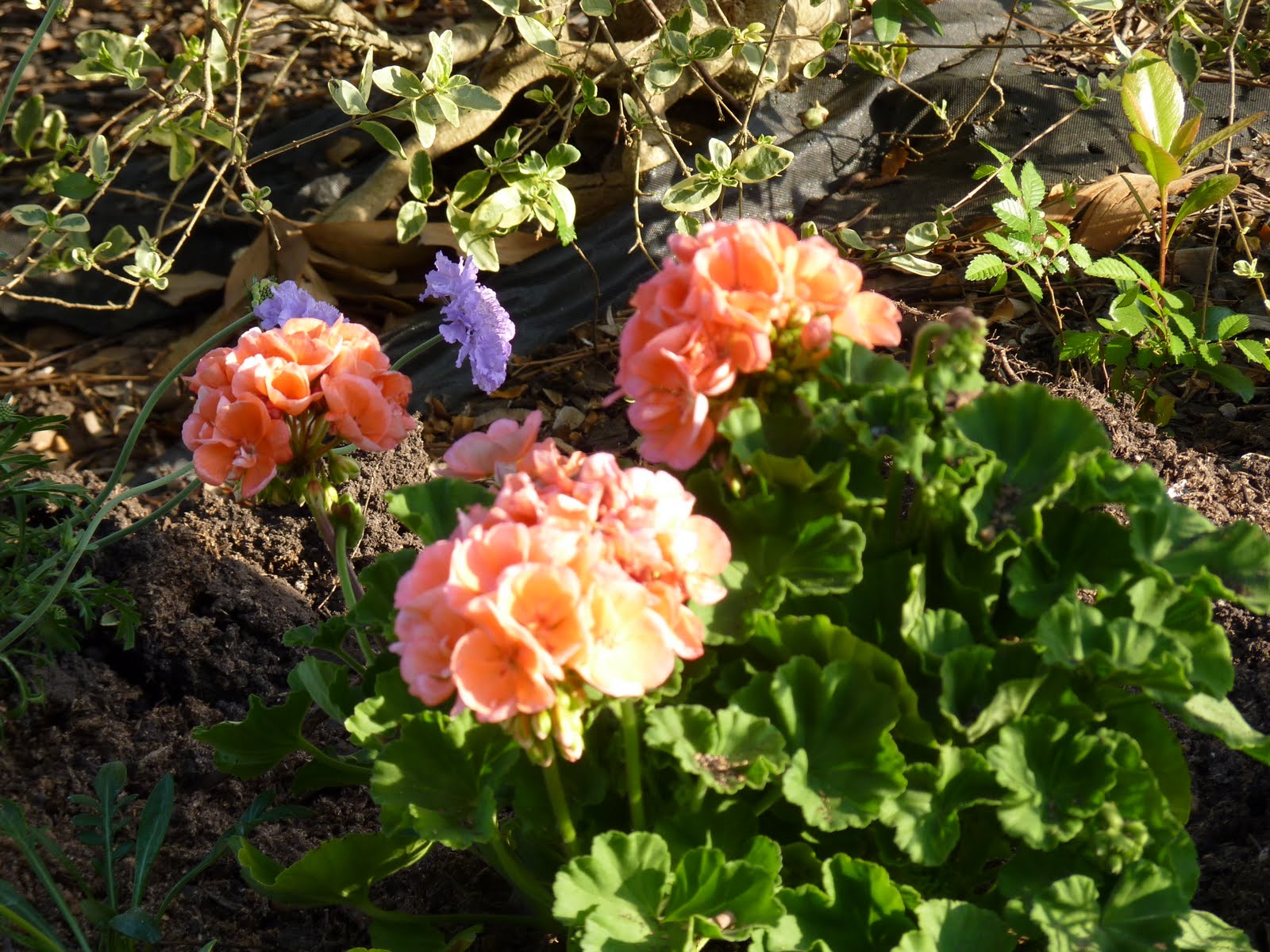 Houston Gardens: Peach Geraniums