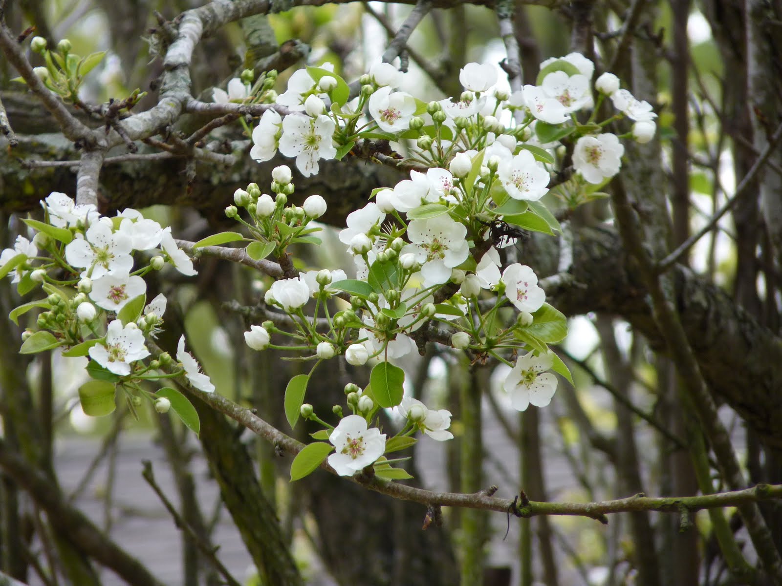Houston Gardens Ornamental Pear Tree