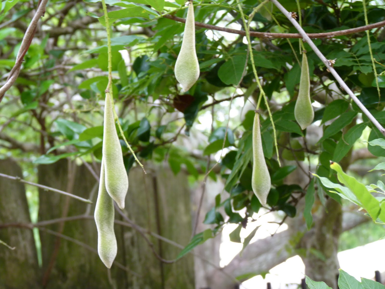 Houston Gardens Soft, Velvety Seed Pods